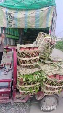 高度25厘米巴西野牡丹