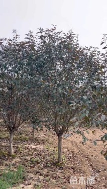 12公分红宝石海棠