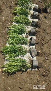 高度40厘米大叶黄杨