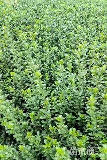 高度30厘米大叶黄杨