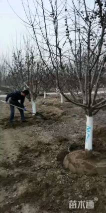 高度480厘米红珠宝海棠