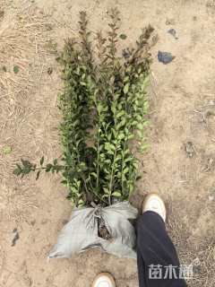 高度65厘米卫矛