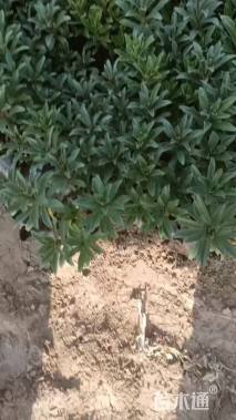 高度10厘米三七景天