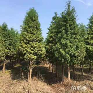 5公分墨西哥落羽杉