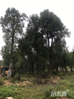 40公分香樟