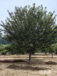 16公分日本晚樱