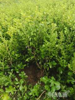 高度45厘米小叶黄杨