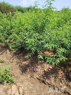 高度250厘米毛桃小苗