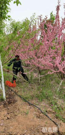 高度250厘米红叶榆叶梅