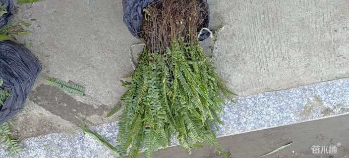 高度20厘米肾蕨