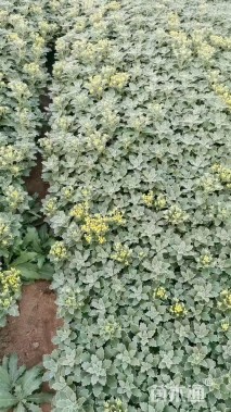 高度20厘米亚菊