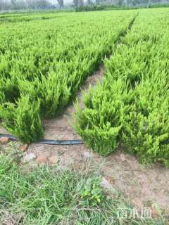 冠幅60厘米龙柏球