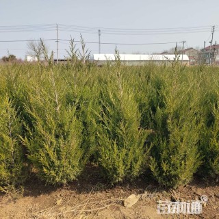 高度150厘米蜀桧柏