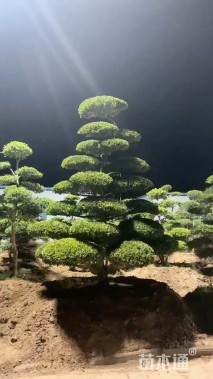 13公分造型黄杨