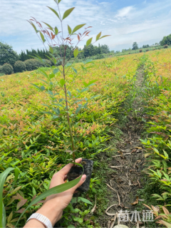 高度20厘米南天竹
