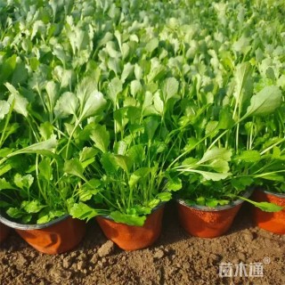 高度25厘米大滨菊