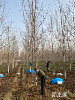 10公分美国红枫