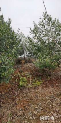 高度300厘米含笑