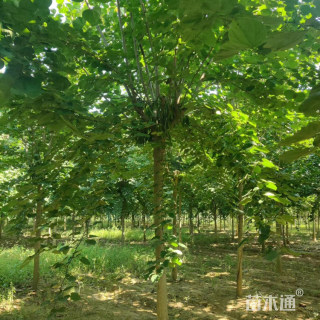 8公分巨紫荆