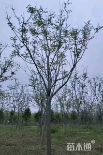 13公分栾树