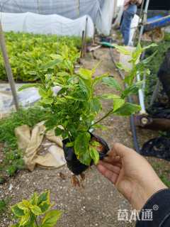 高度20厘米金边假连翘