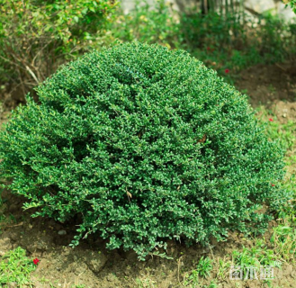 高度80厘米钝齿冬青