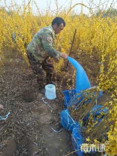 高度150厘米连翘