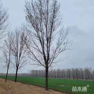 16公分白蜡