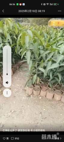 1.5公分芒果