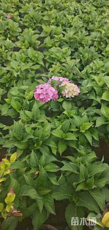 高度25厘米绣球