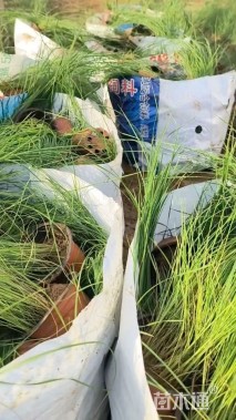 高度30厘米粉黛乱子草