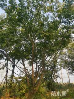 80公分丛生朴树