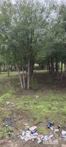 高度600厘米丛生国槐