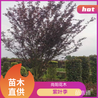 15公分紫叶李