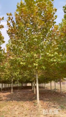 12公分速生法桐