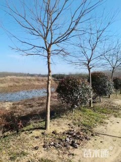 10公分乌桕