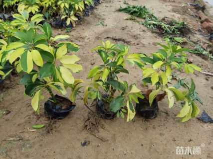 高度15厘米花叶鸭脚木