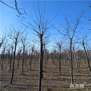 6公分刺槐