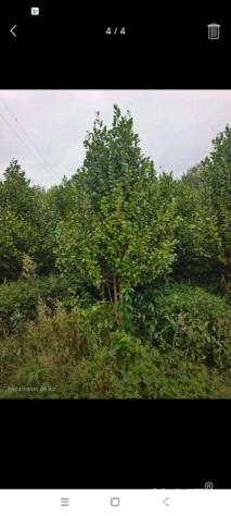 高度150厘米茶花