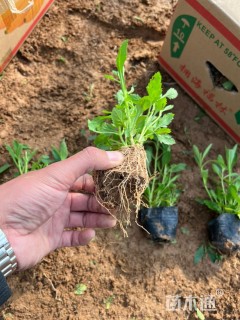 高度19厘米柳叶马鞭草