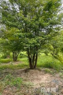 高度600厘米丛生三角枫
