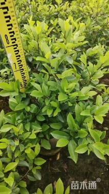 冠幅60厘米含笑球