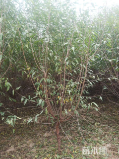 4公分京桃
