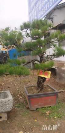 20公分造型黑松