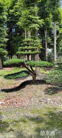 移栽苗造型罗汉松