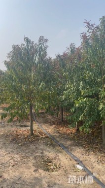 10公分紫叶碧桃