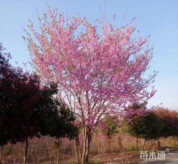 高度580厘米丛生紫荆