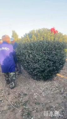 高度200厘米卫矛