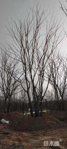 70公分丛生朴树