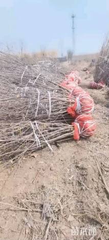 高度250厘米丛生蜡梅